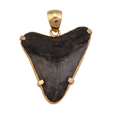Alchemia Prong Set Shark Tooth Pendant - Primal Force